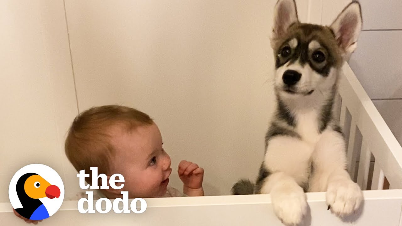 This Little Girl Has A Body Guard For Life ❤️ | The Dodo