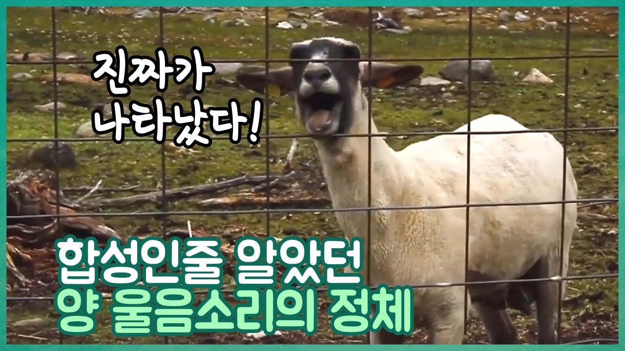 합성인줄 알았던 양 울음소리의 정체