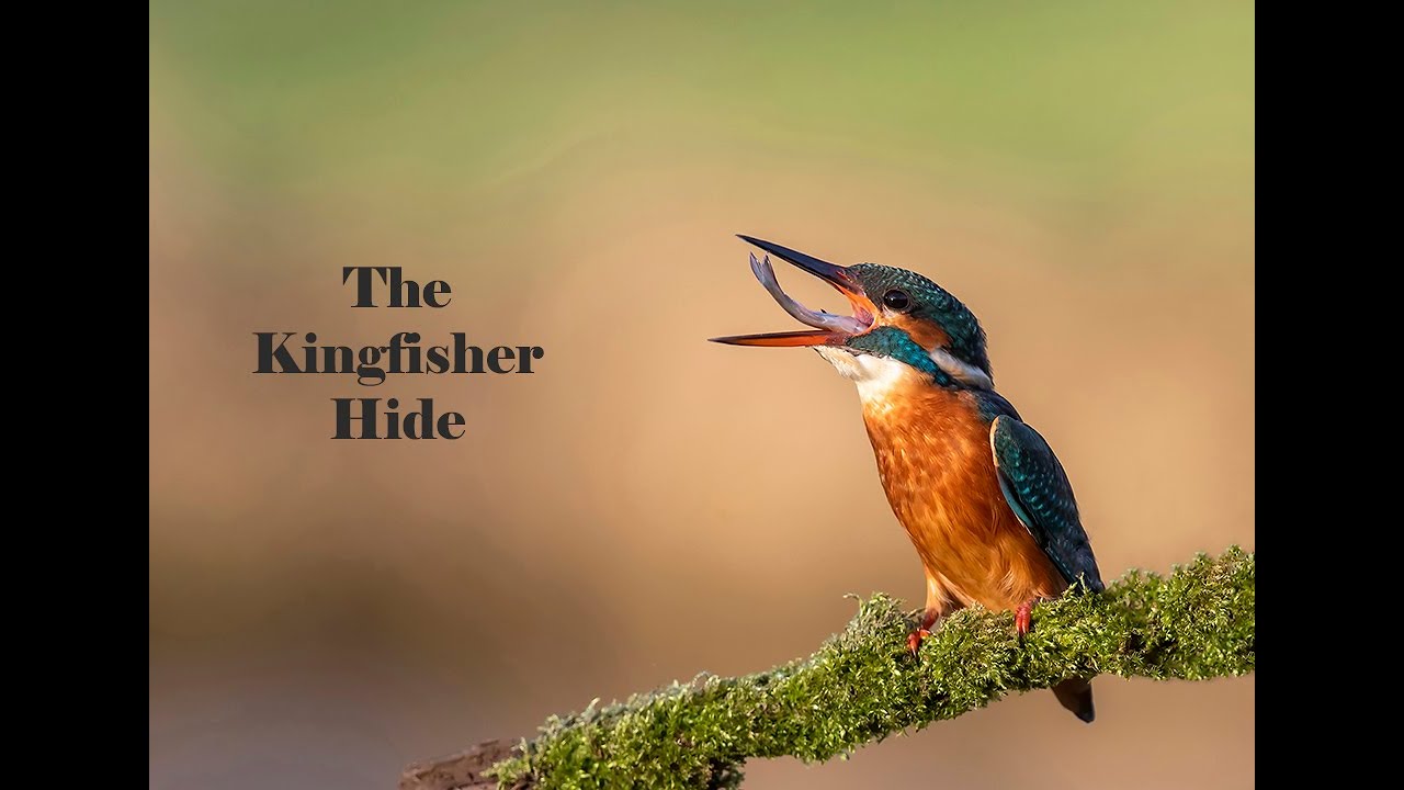The Kingfisher Hide