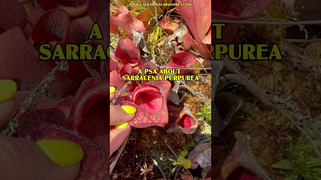 A PSA About Sarracenia purpurea
