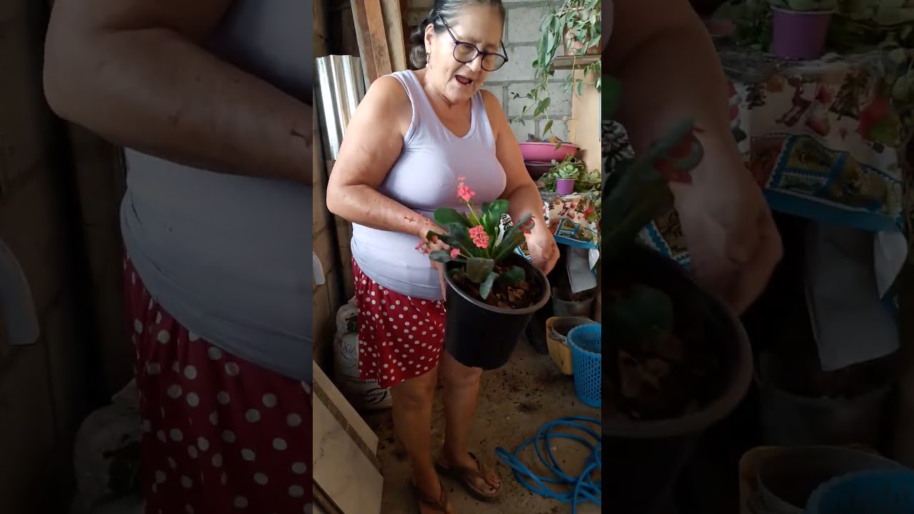 Hermosas plantas que transplanté💐🌺