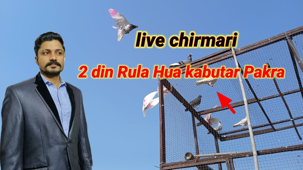 2 din Rula Hua kabutar Pakra live  Chirimari🕊️Ateeq AD vlogs🕊️