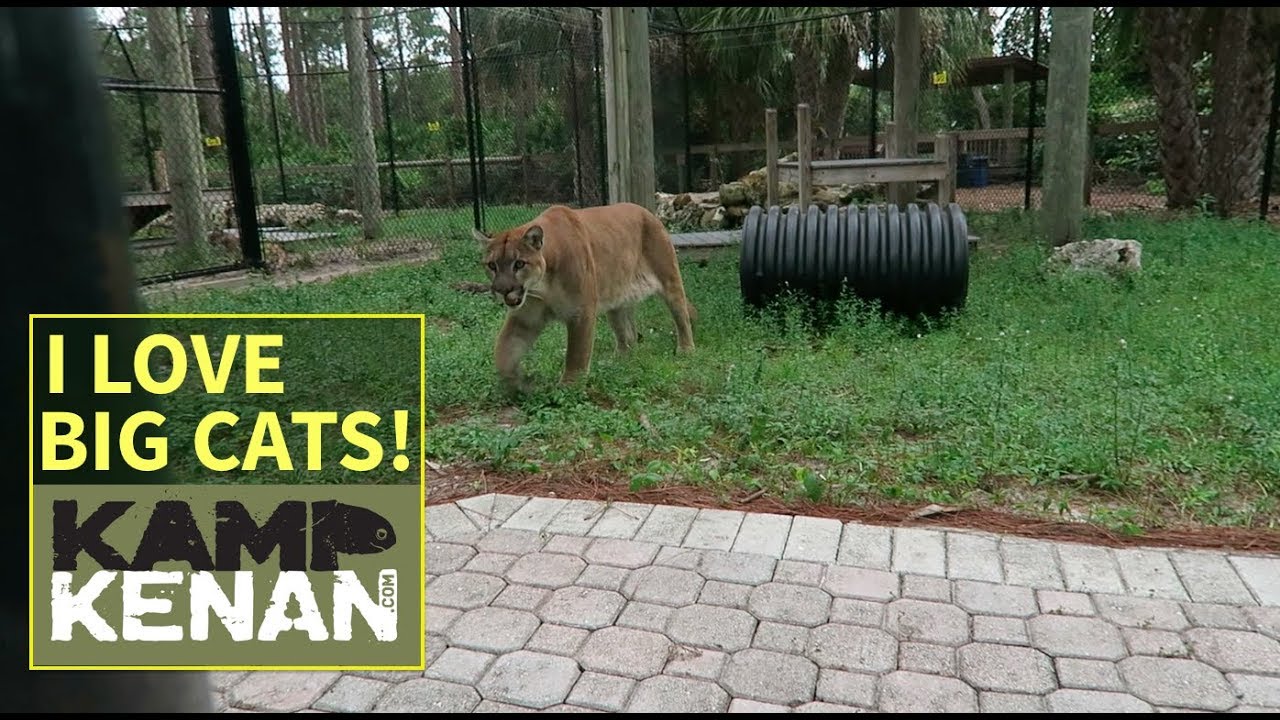 Wildfire Mountain Lion Rescue Cat