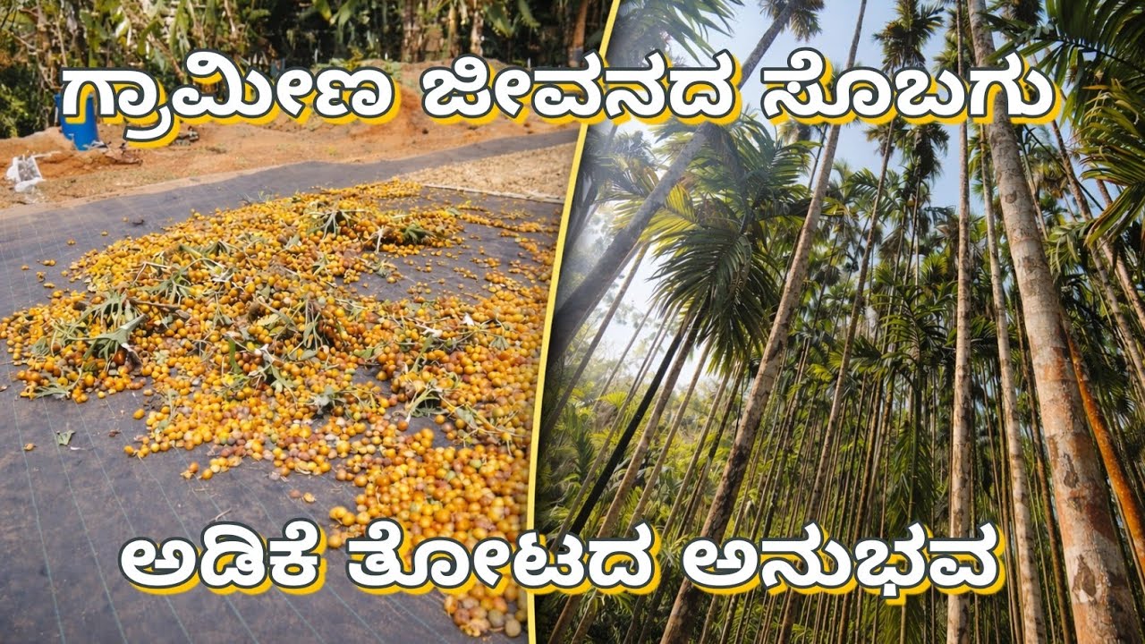 ಕರಾವಳಿಯ  ಅಡಿಕೆ ಕೊಯಿಲು |Beauty of Costal arecanut agriculture 