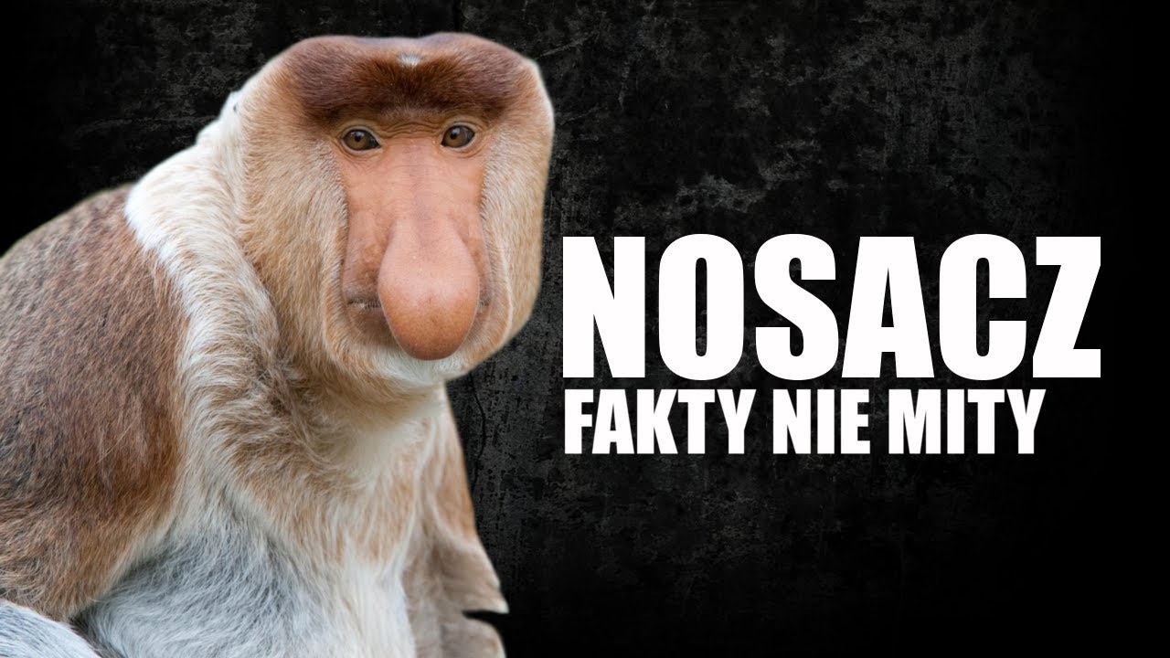 NOSACZ SUNDAJSKI