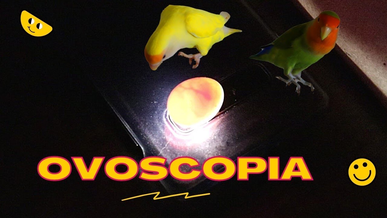OVOSCOPIA: os Ovos dos AGAPORNIS estão Galados?  / Grazi Bittencourt
