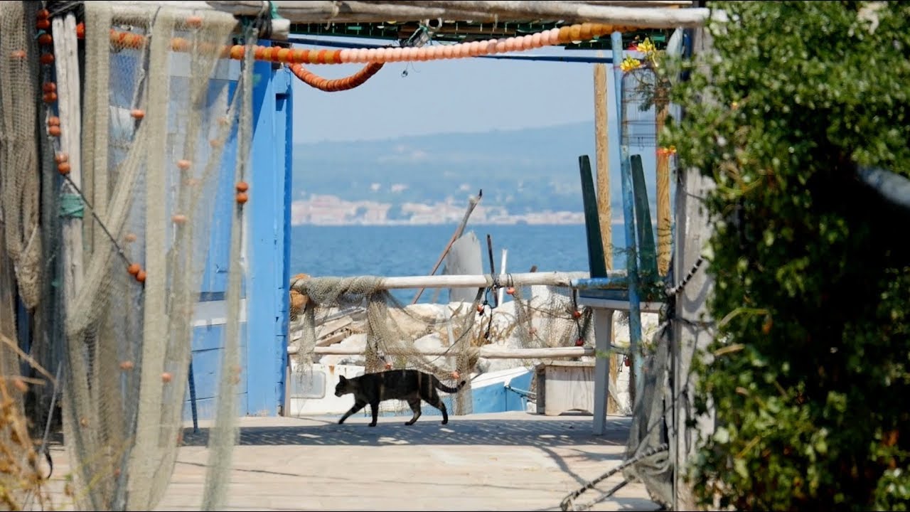 Les chats de la  Pointe Courte