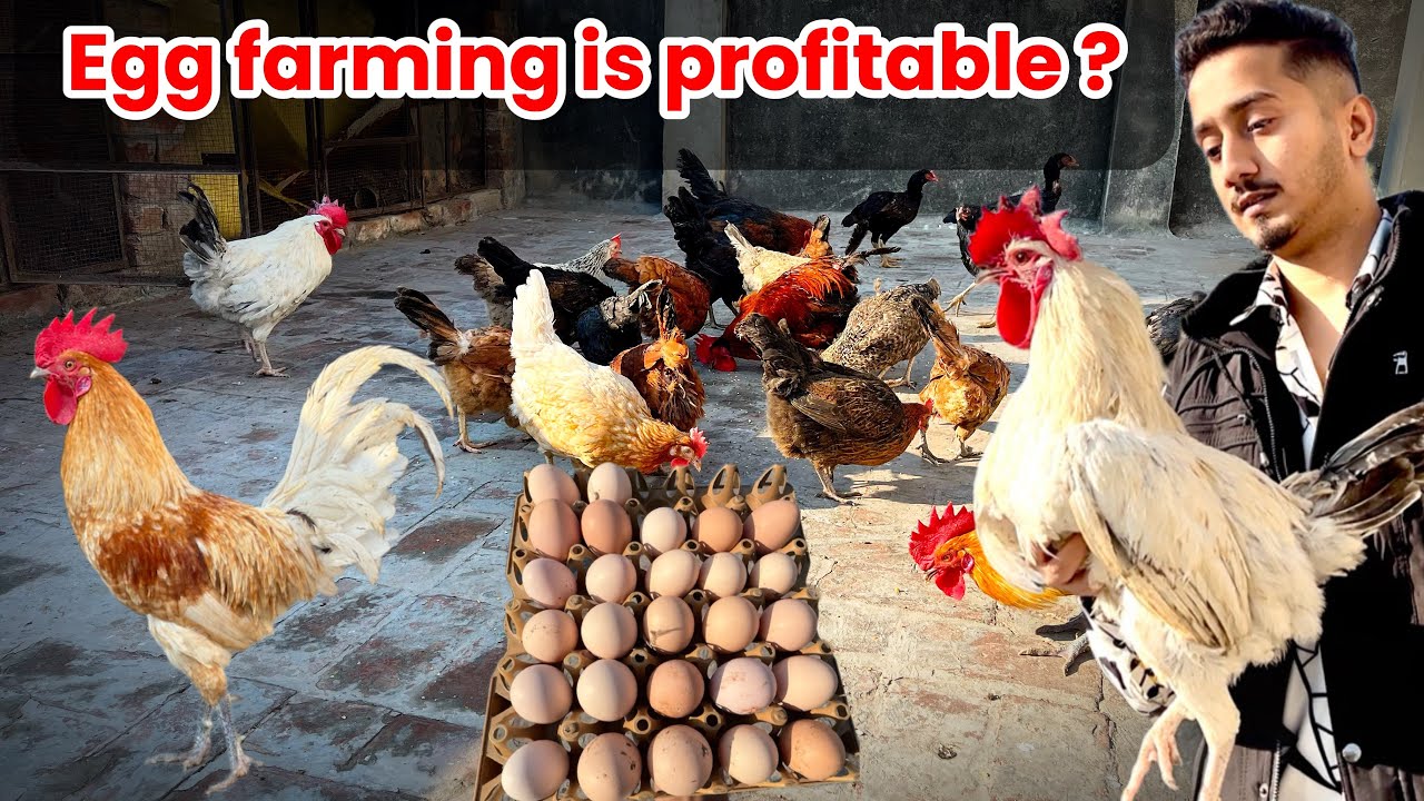 Daily profit from 30 hens.feasibility of 30 hens.monthly profit 
