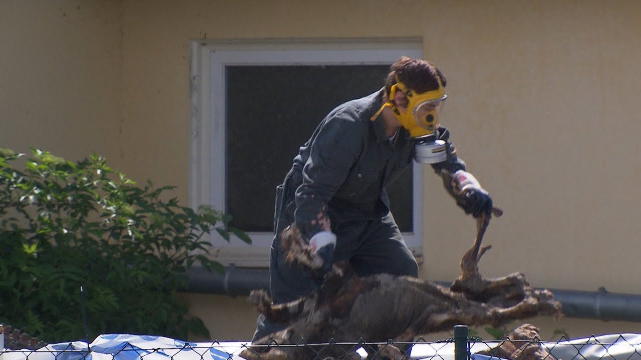2.000 verendete Schweine in Osthausen: Landratsamt nimmt Entsorgung in die Hand | BR24
