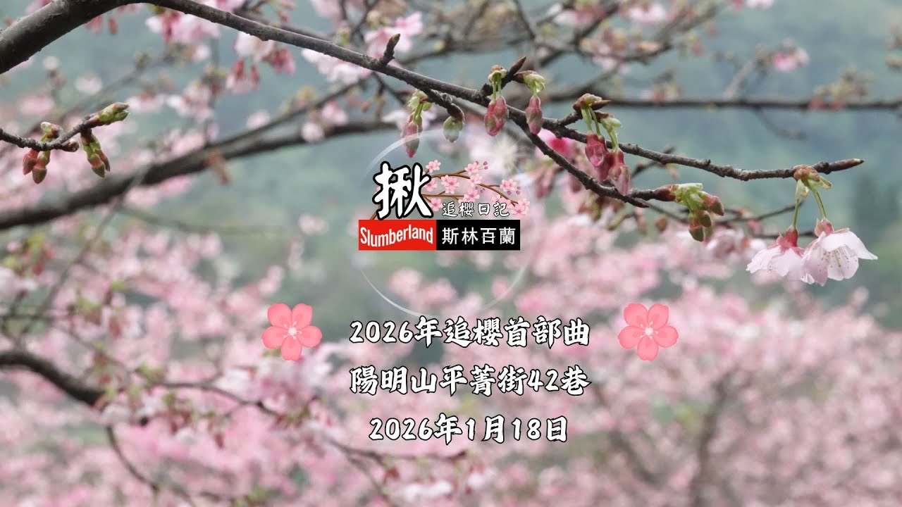 2026年追櫻首部曲｜陽明山櫻花巷開花現況20260118實錄 #櫻花 #陽明山 #平菁街