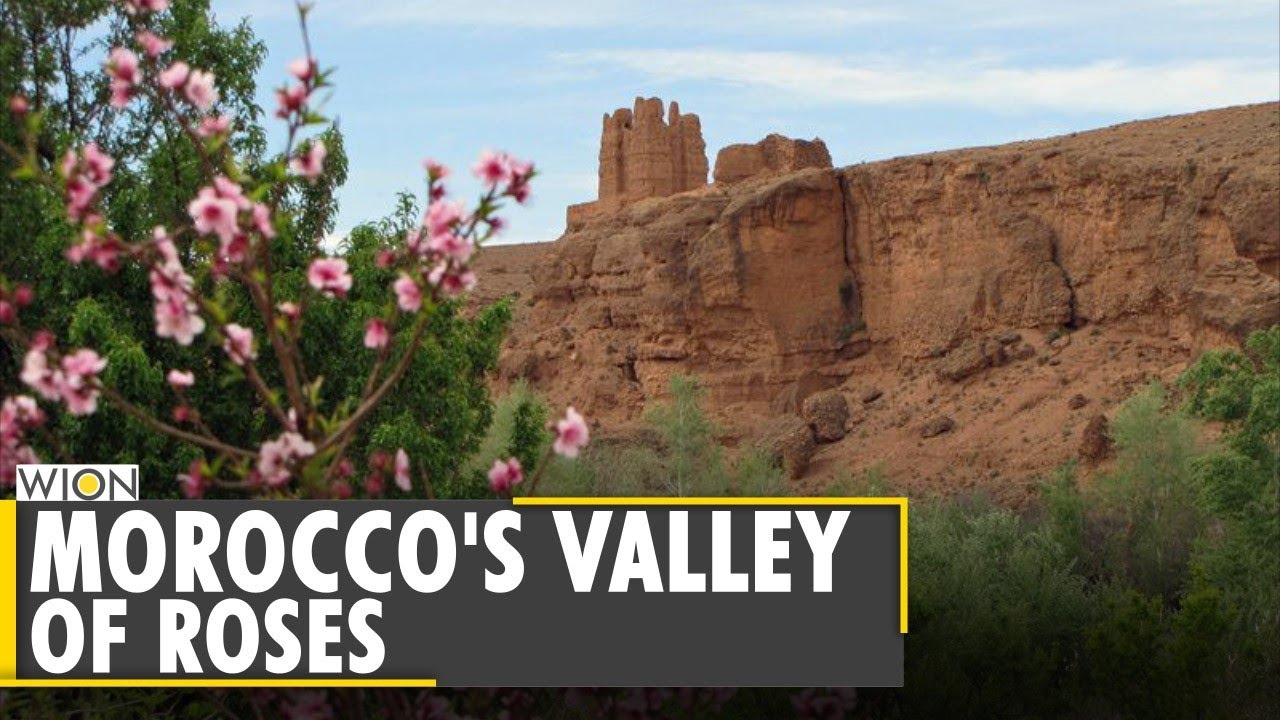 Hard but sweet-smelling struggle in Morocco’s Valley of the Roses | Latest World English News