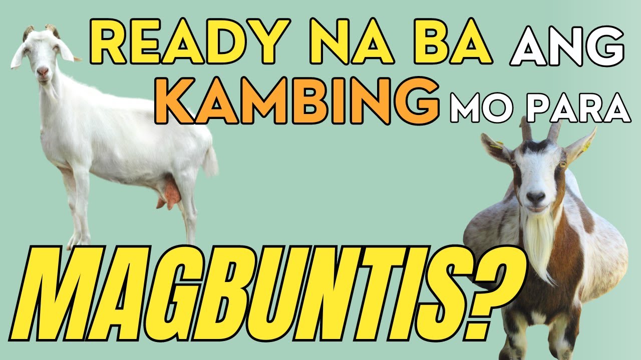 READY NA BA ang KAMBING MO para MAGBUNTIS?