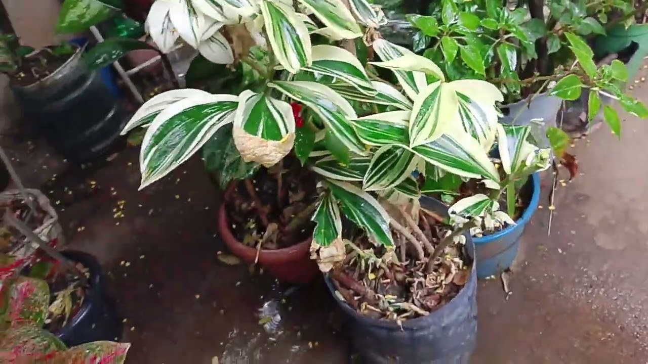 Lavando roupa na chuva 
