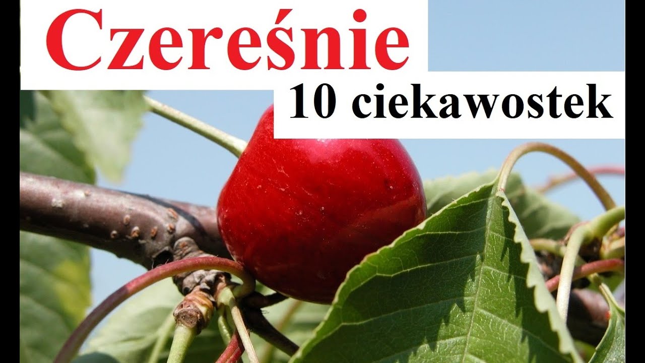 Czereśnie - 10 ciekawostek
