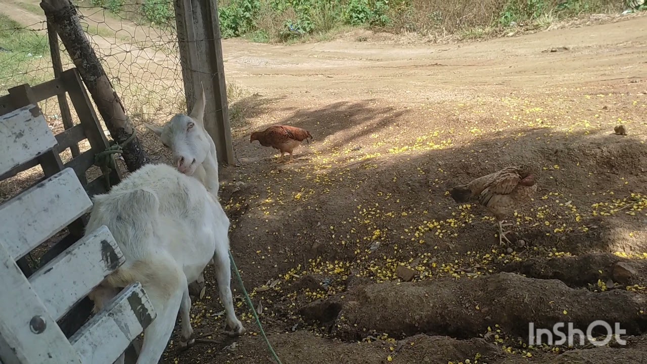 Vitamina natural para cabras! Mostrando como está Cristina+mostrando os remédios.