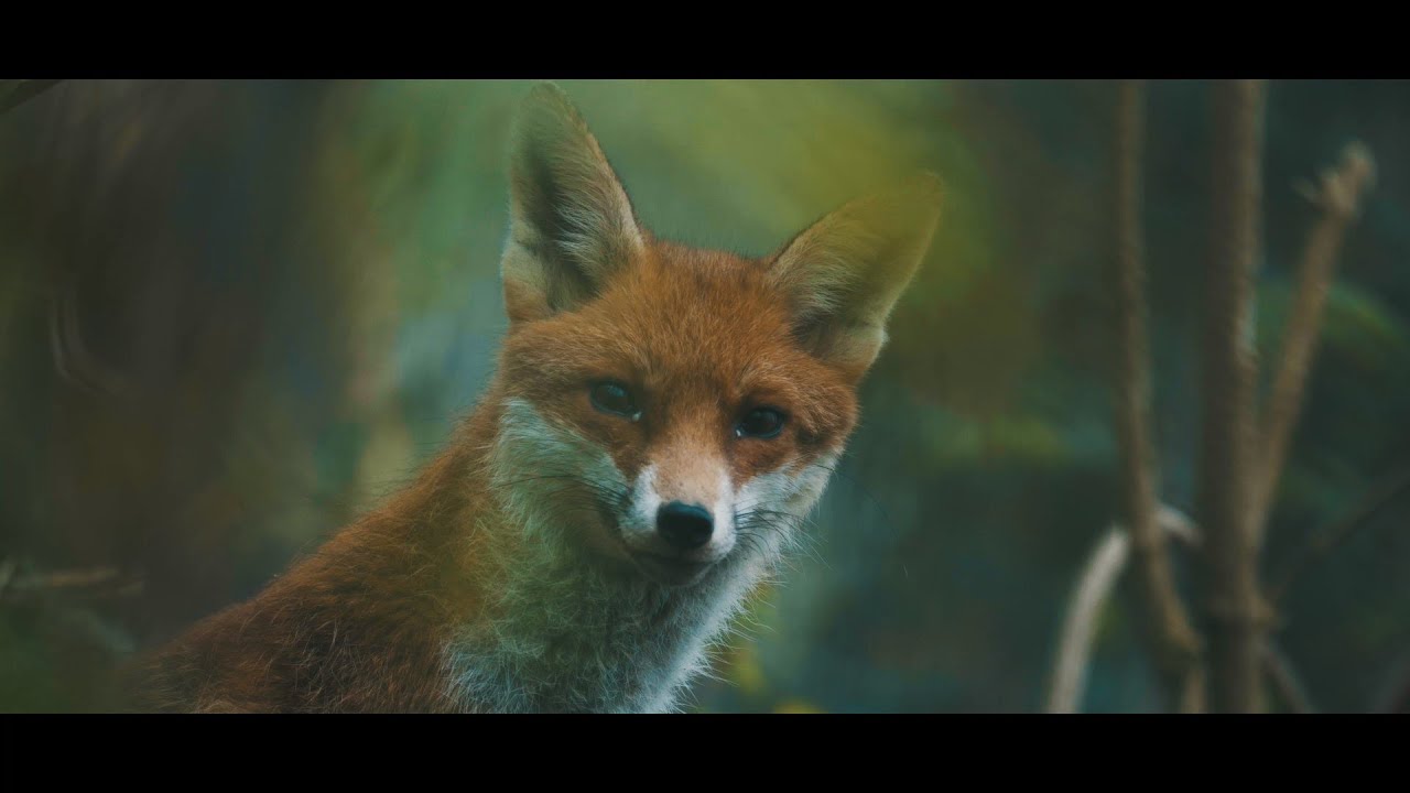 NATURE SAUVAGE - Wildlife short film - Sony A7III