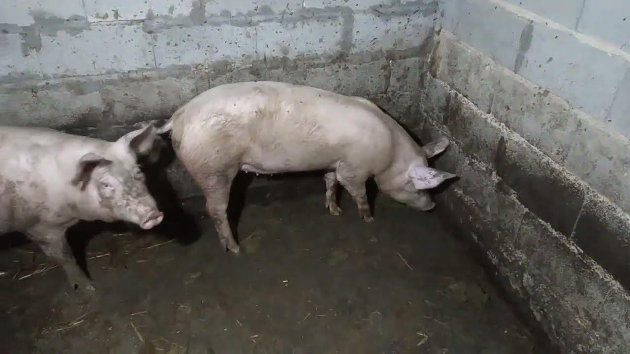 HOGMAN
