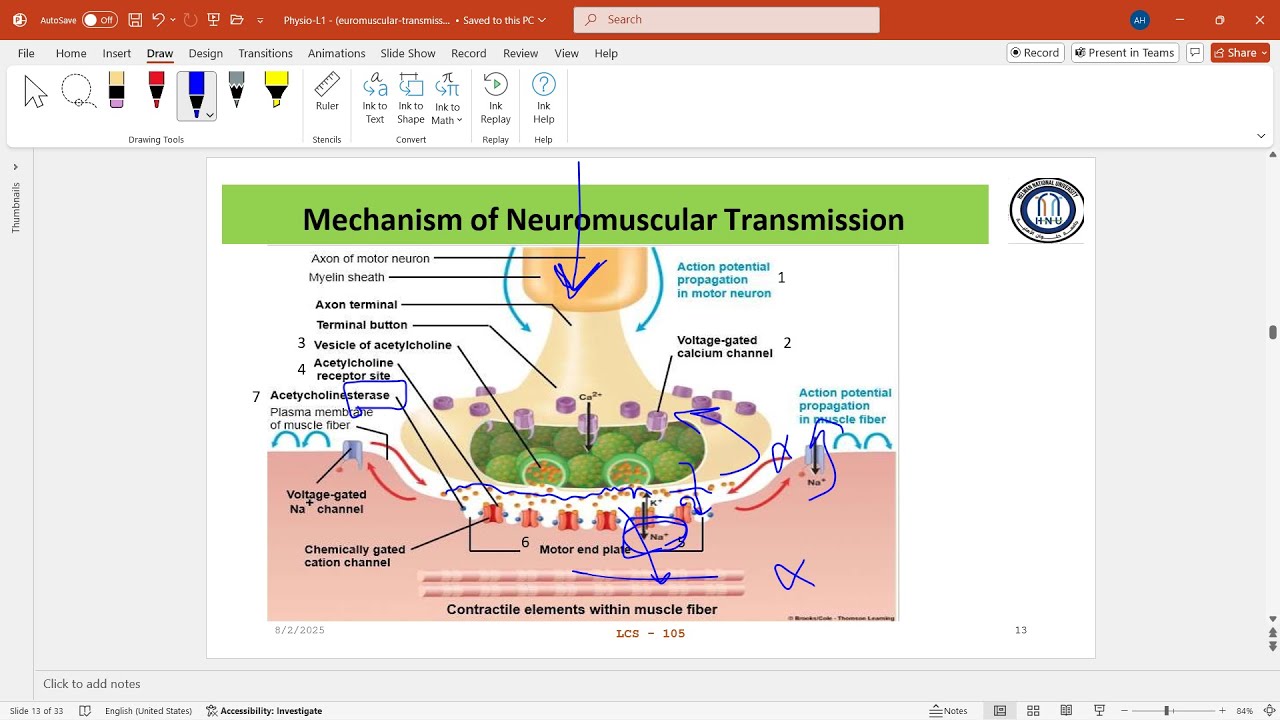 Physio: Neuromuscular Transmission