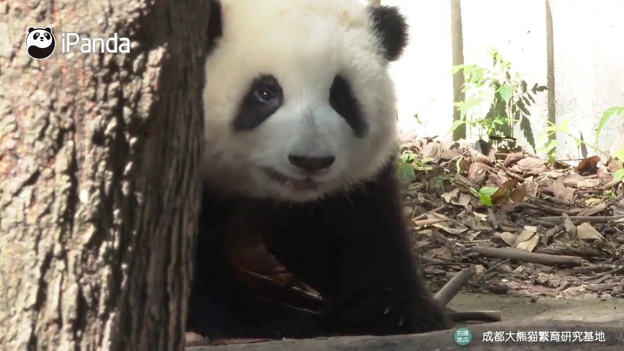 21/05/08: 和花与园润  HeHua Stays With Yuan Run_ Live Recorded 💞 Happy Mother's Day!【大熊猫和花】
