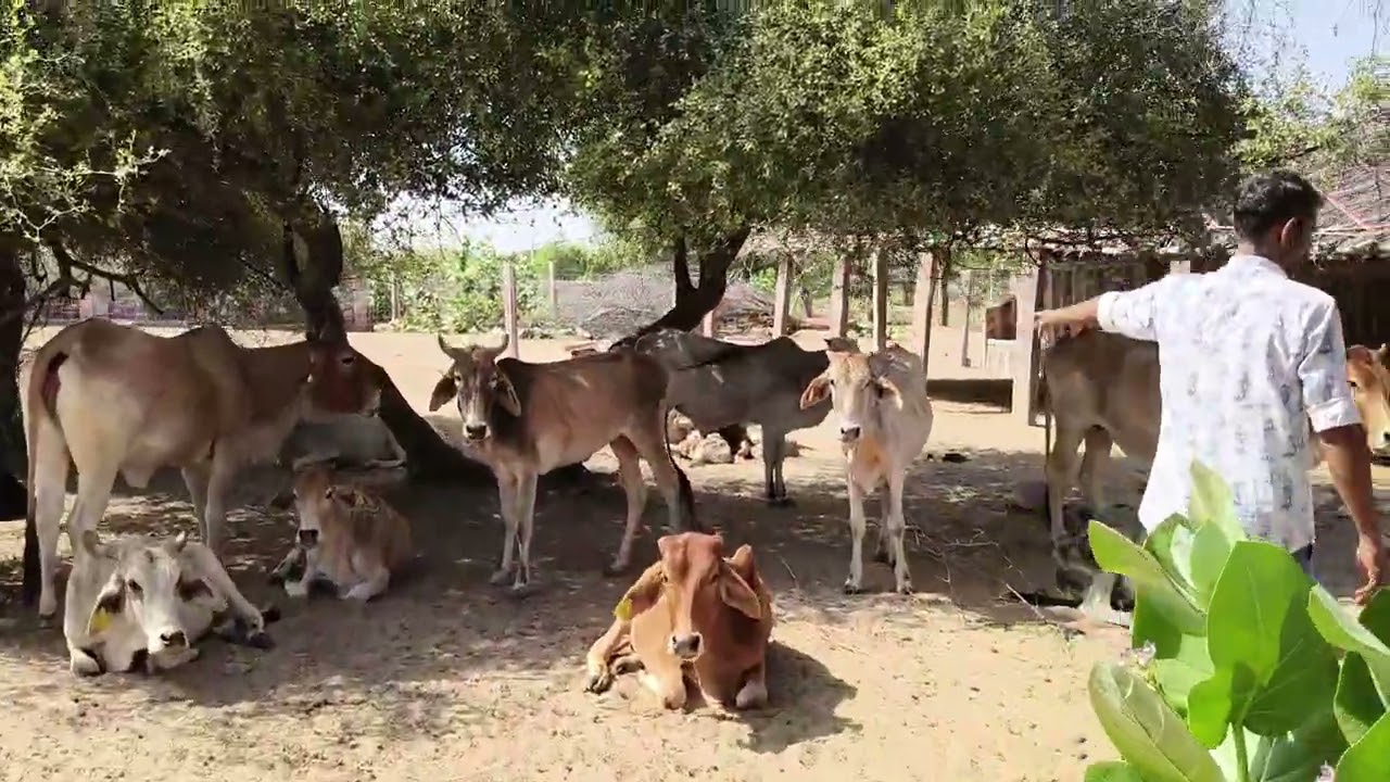 शिव सनातन गौशाला मुंजासर जिला फलोदी राजस्थान।