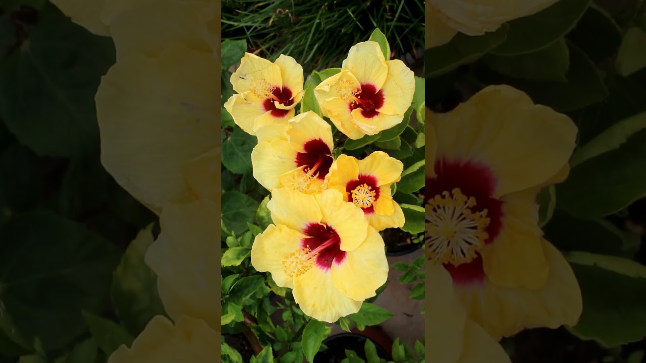 QUICK TIP on growing Hibiscus