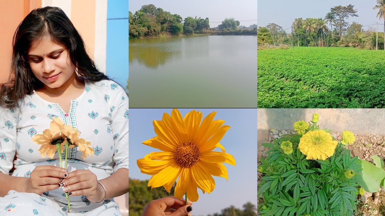 গ্রামের প্রাকৃতিক সৌন্দর্য#প্রাকৃতিক_দৃশ্য#ব্লগ_ভিডিও 