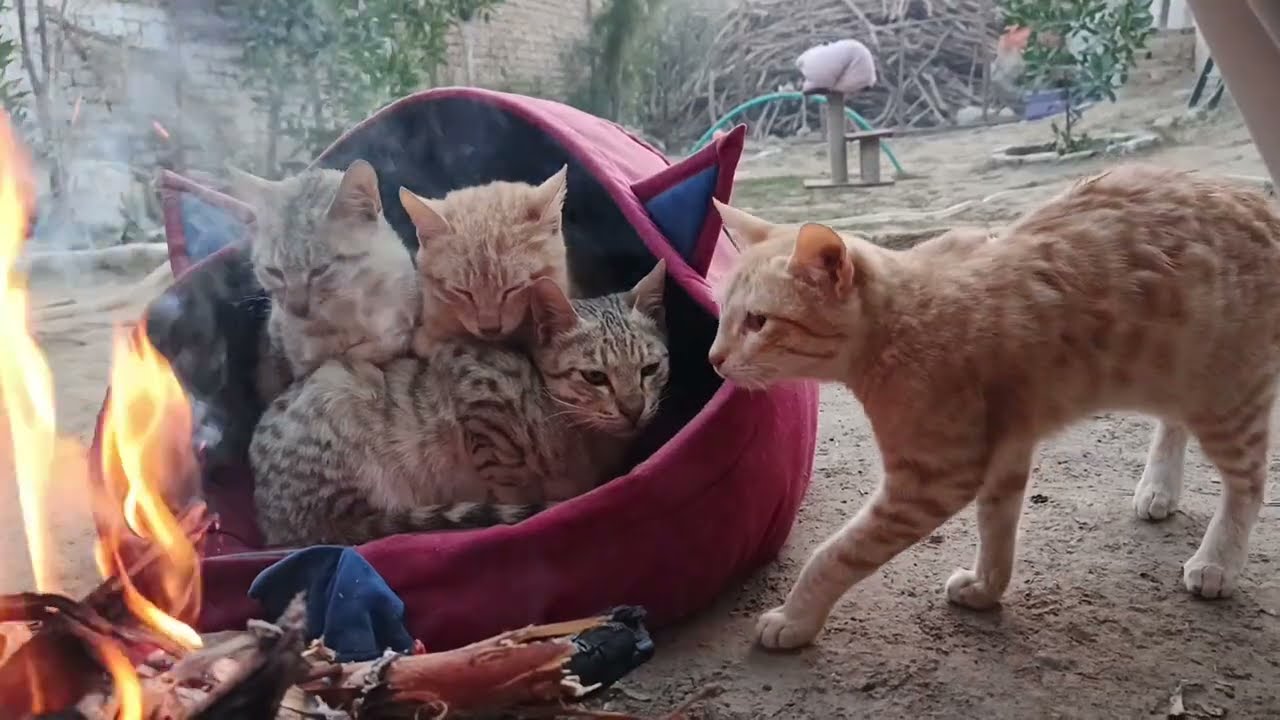 Black and yellow cats in village 