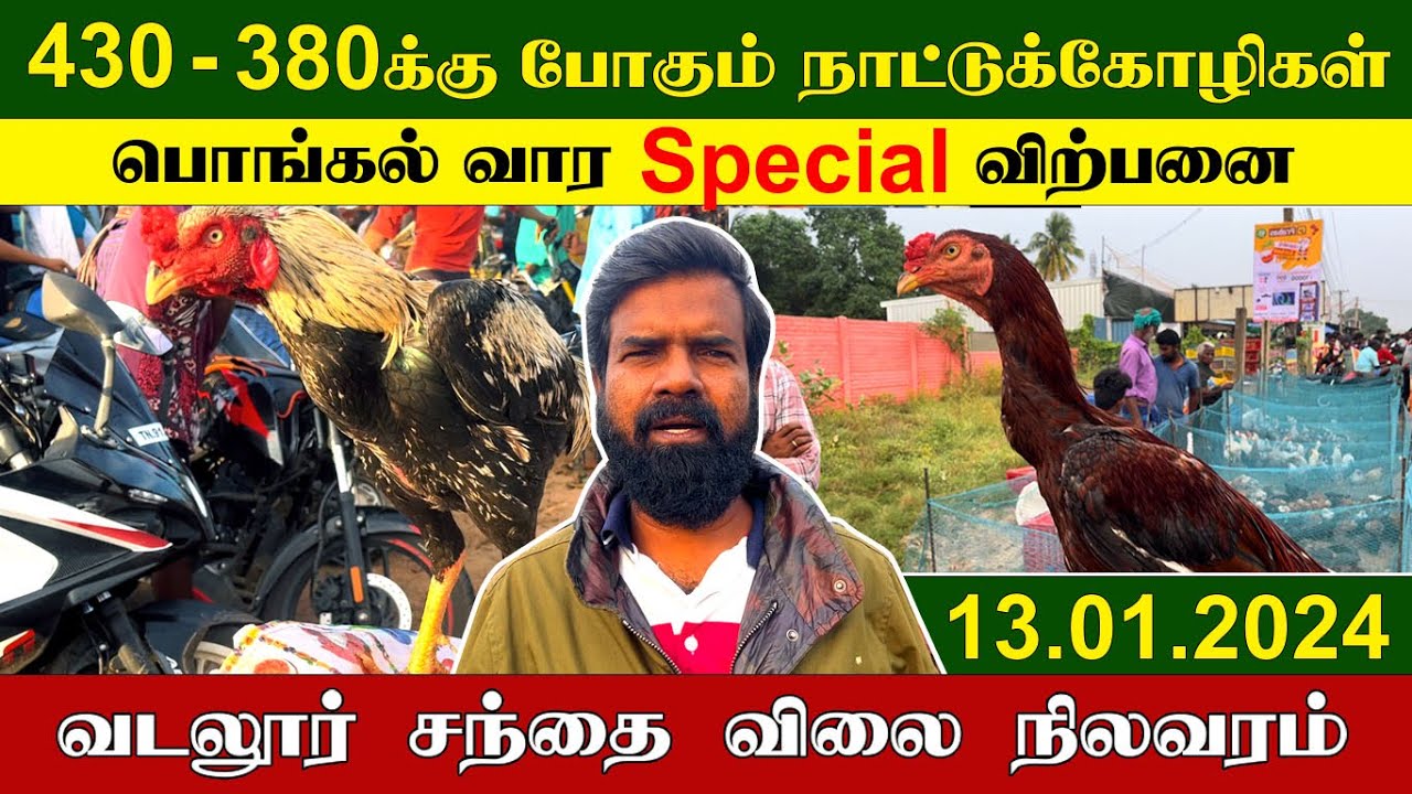 13.01.2024 | 430 - 380க்கு போகும் நாட்டுக்கோழிகள் | வடலூர் சந்தை விலை நிலவரம் | TAMIL | KEERTHI VLOG