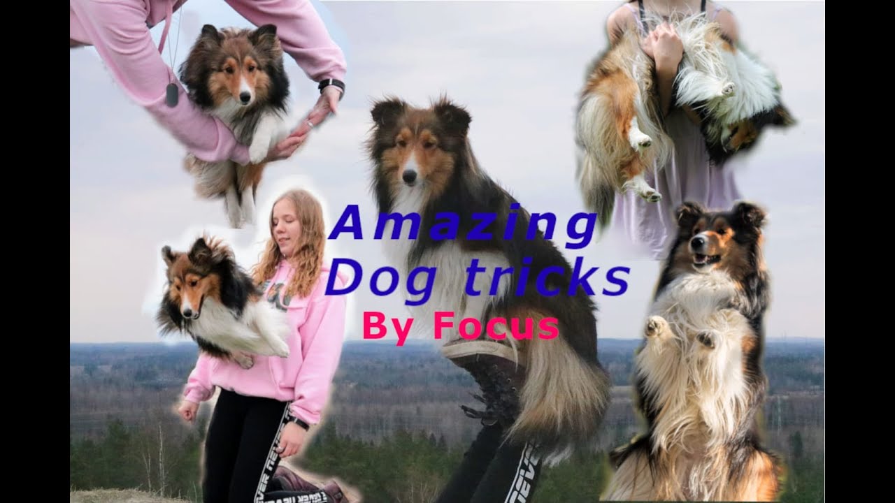 120 Amazing dog tricks by shetland sheepdog Focus