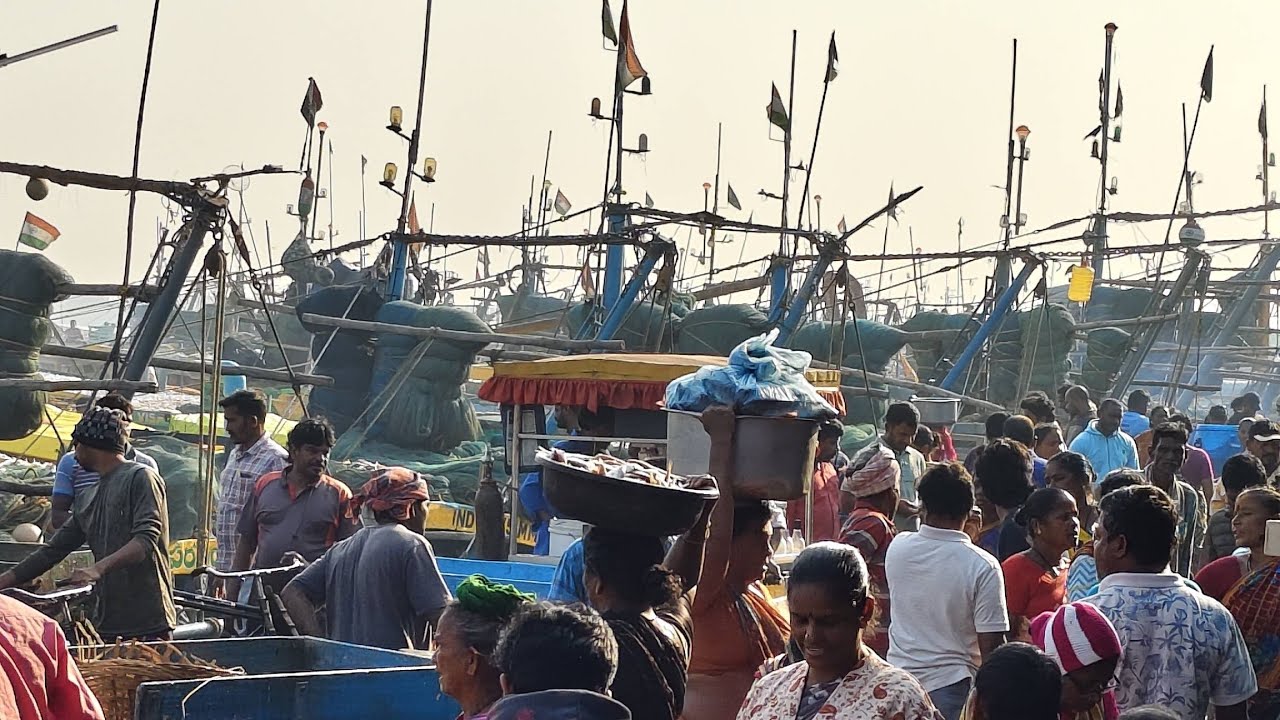 Vizag fishing harbour Friday morning live market 12/12/2025