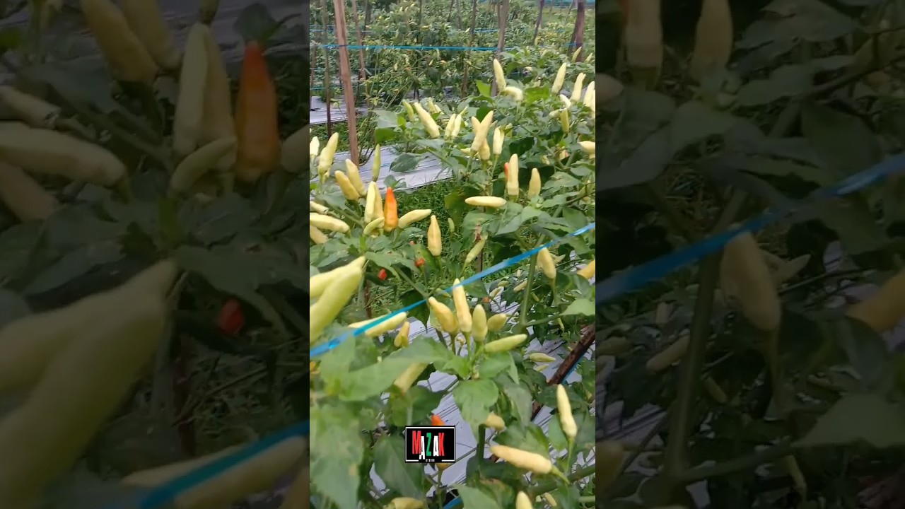 cabe ori 212 #ori212