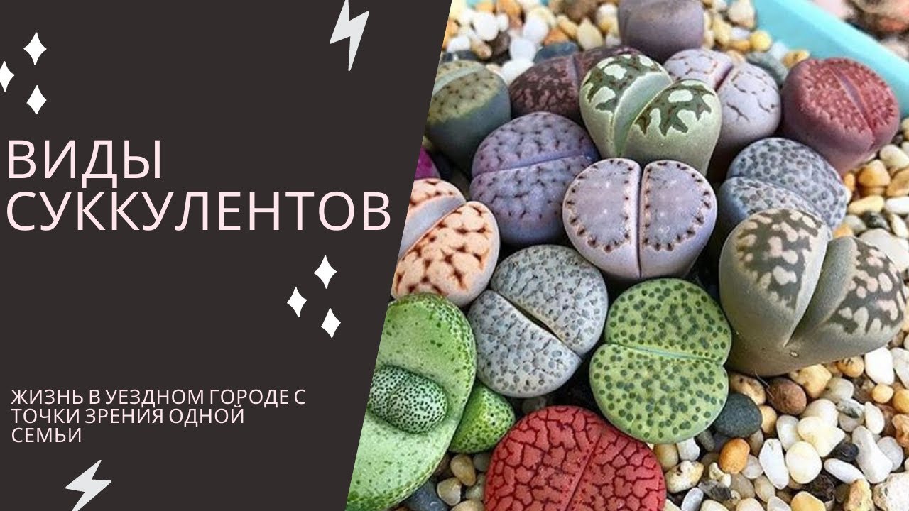 Виды суккулентов с фото и названиями