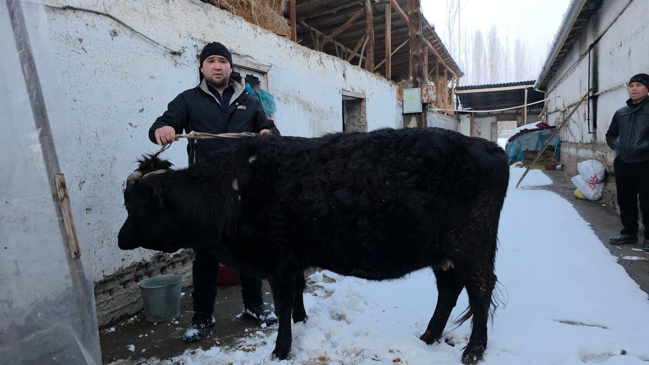 Qilichbek chorva kanali в прямом эфире!