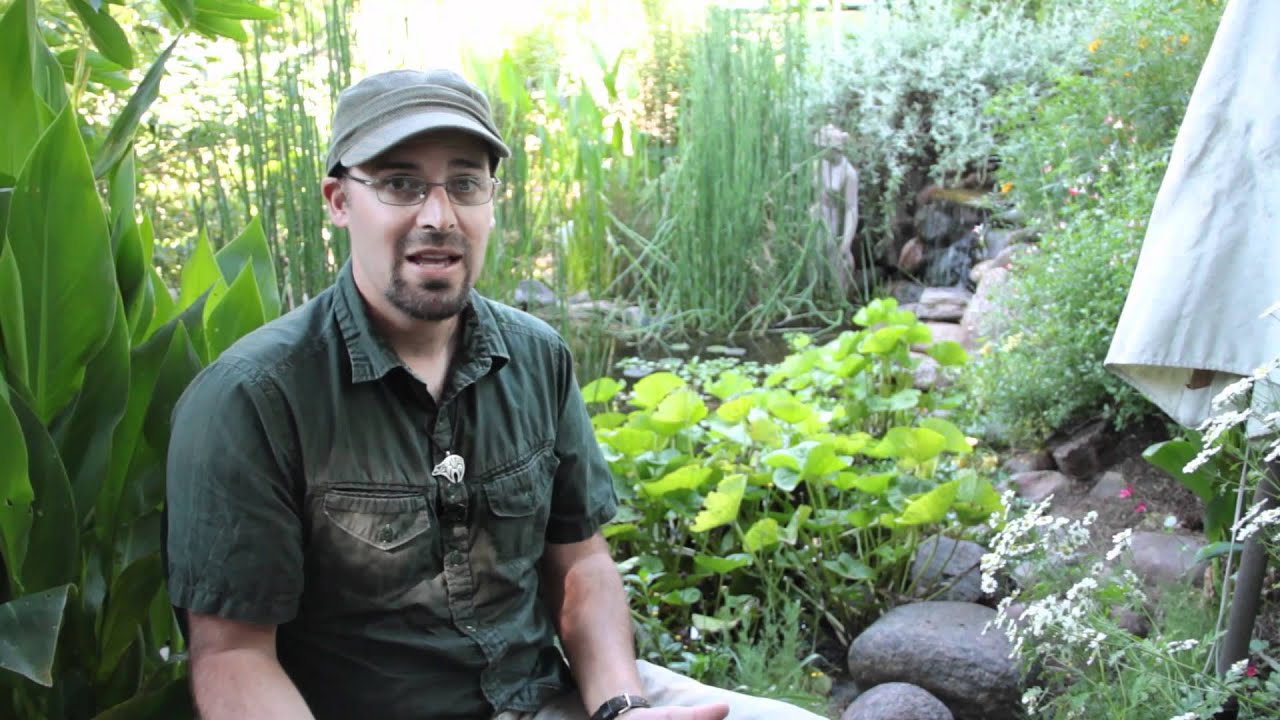 Top 6 Reasons to Get a Pond - Permaculture Artisans Network