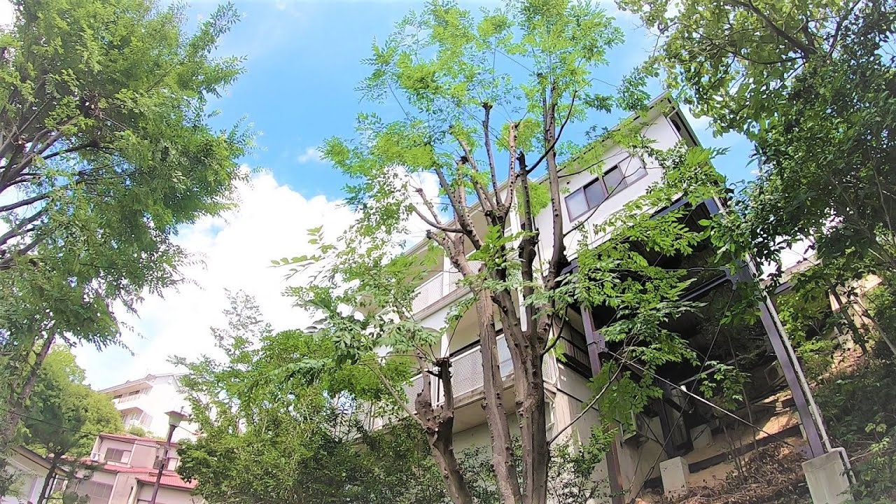 【欅・ケヤキ】大きな木の剪定♪ Japanese zelkova tree pruning