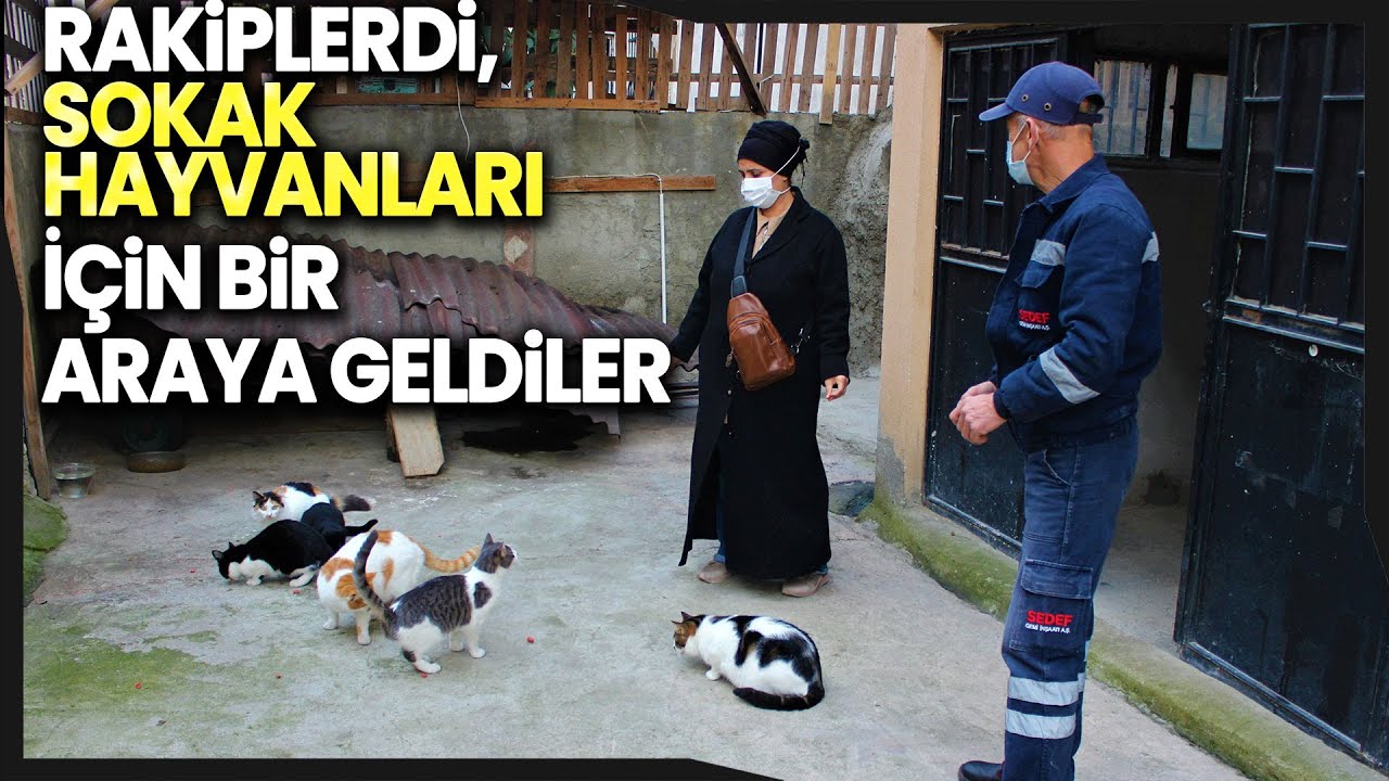 Sokak Kedileri İçin Koltuklu, Televizyonlu 3+1 Ev Yaptı