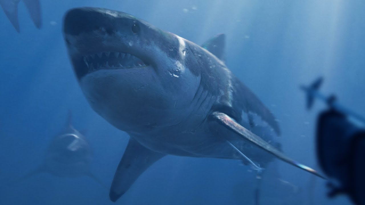 NEVER Dive With Sharks Alone! - Death In The Water