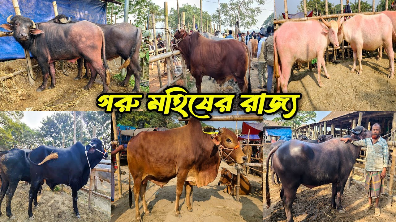 কেরানীগঞ্জ হযরতপুর হাটে বিশাল সুঠাম দেহের গরু মহিষ, দেখলে চোখ জুড়িয়ে যাবে 😲