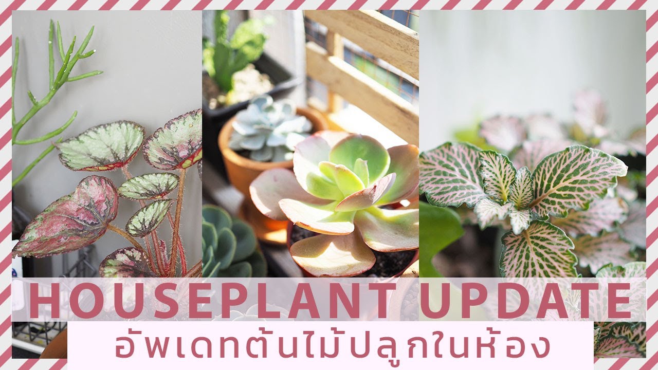อัพเดทต้นไม้ที่ปลูกในห้อง เดือนม.ค. Houseplant update