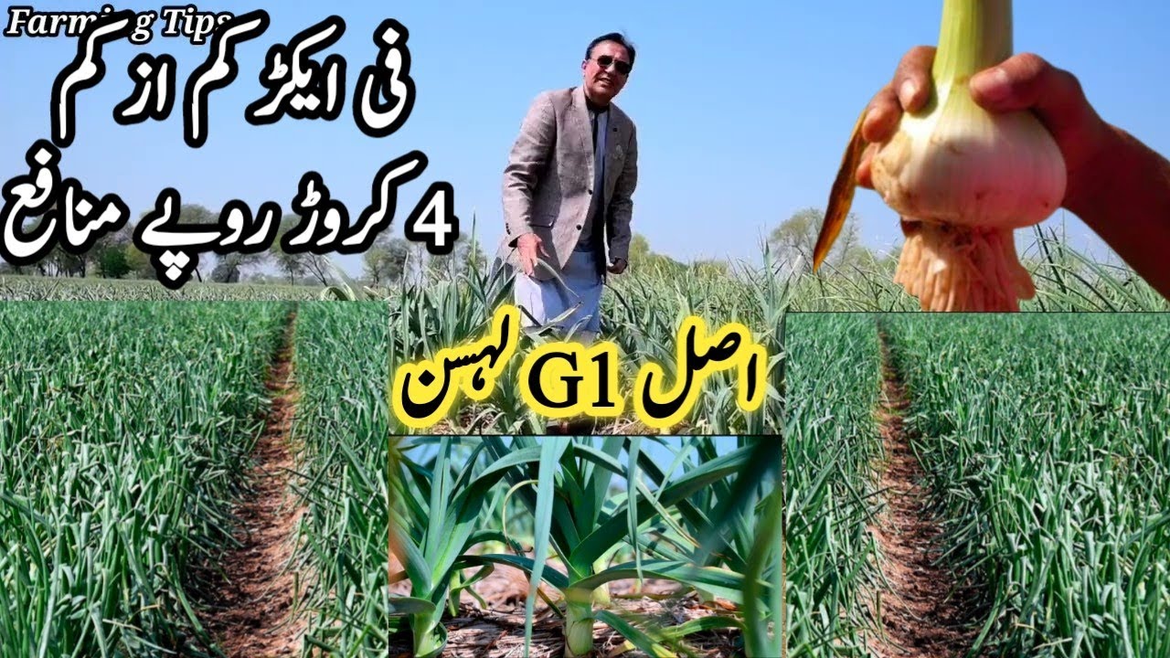 Farmers Gold mine || How to earn millions by narc G1 garlic || Narc G1 garlic farming techniques
