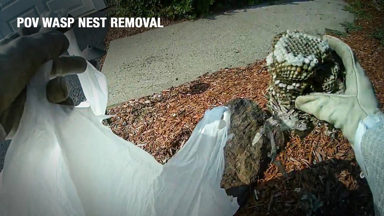 Exterminating Two Hidden Wasp Nests in Bushes (Body Cam Footage)