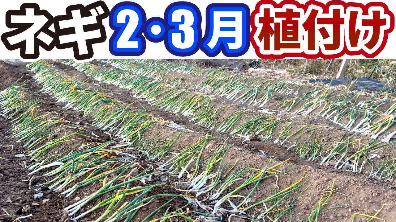 ネギの収穫量が30倍に増えました！2.3月からする植替えの方法！