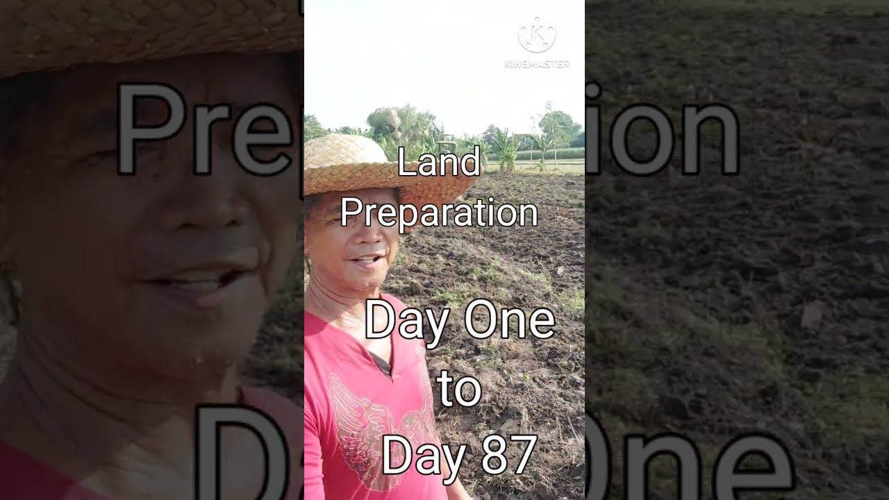 Rice Dry Direct Seeding 87 days