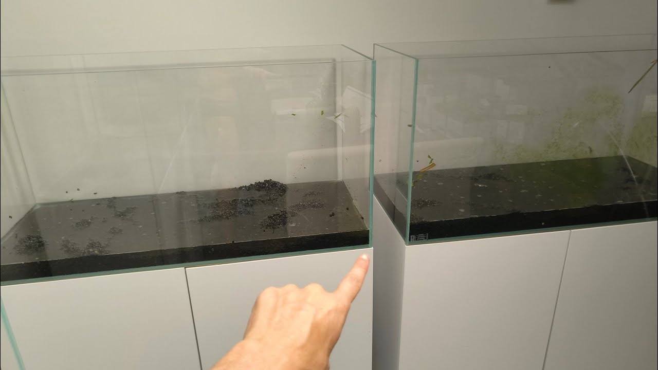 Antes de montar tu acuario deberías saber esto o te arrepentirás