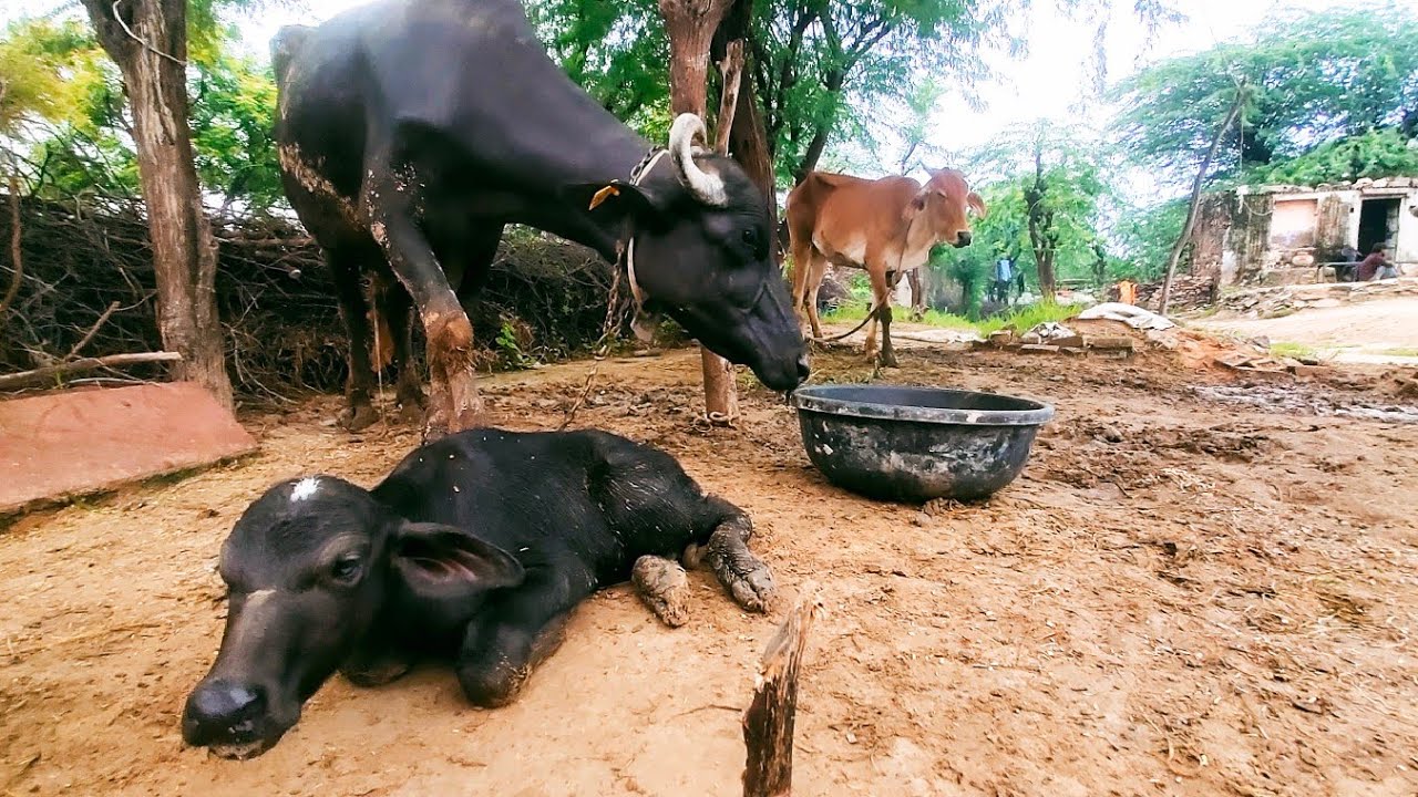 Pet🐄 Is Very  Lazy l MK NAYAK VLOGS