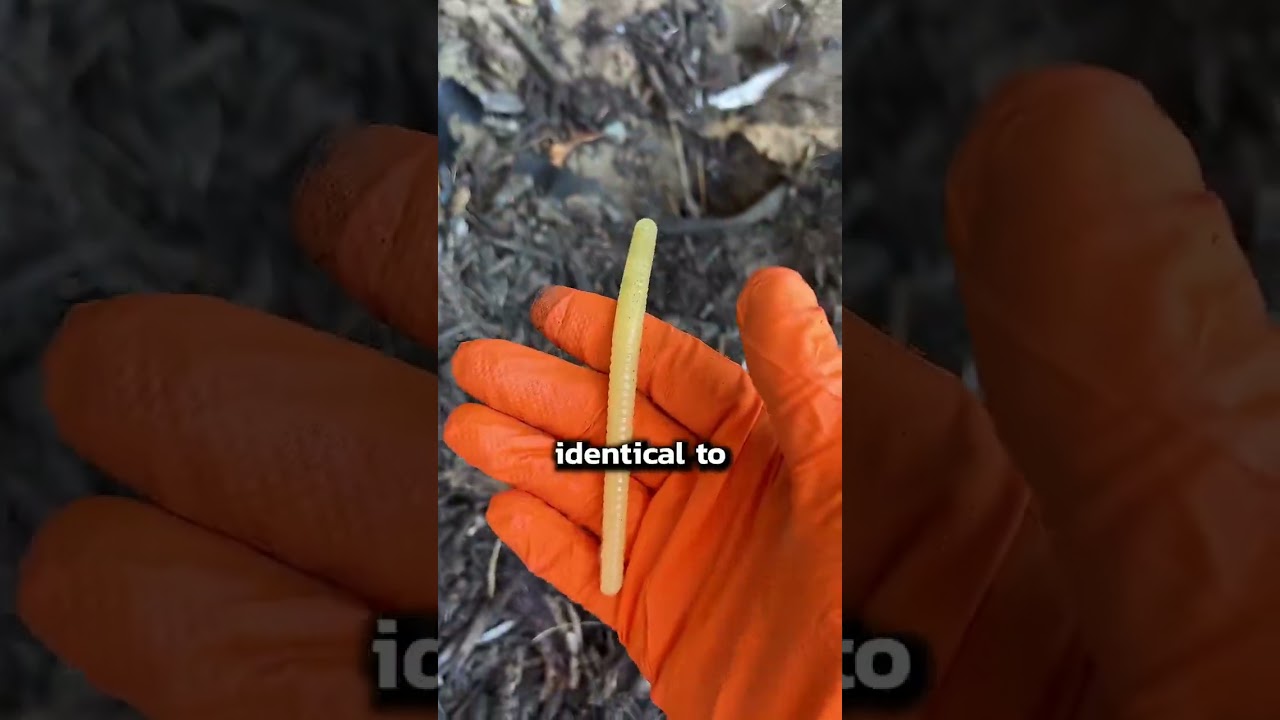This is how we deal with a mole infestation! It's pretty simple