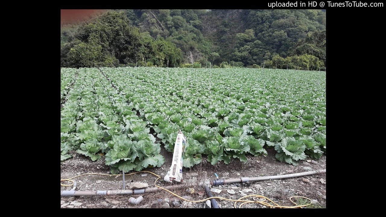 【高麗菜】2020.09.10-高麗菜剛在包即溶肥要用什麼比例才是正確的呢_GA3是採收前多少天能使用(附圖)