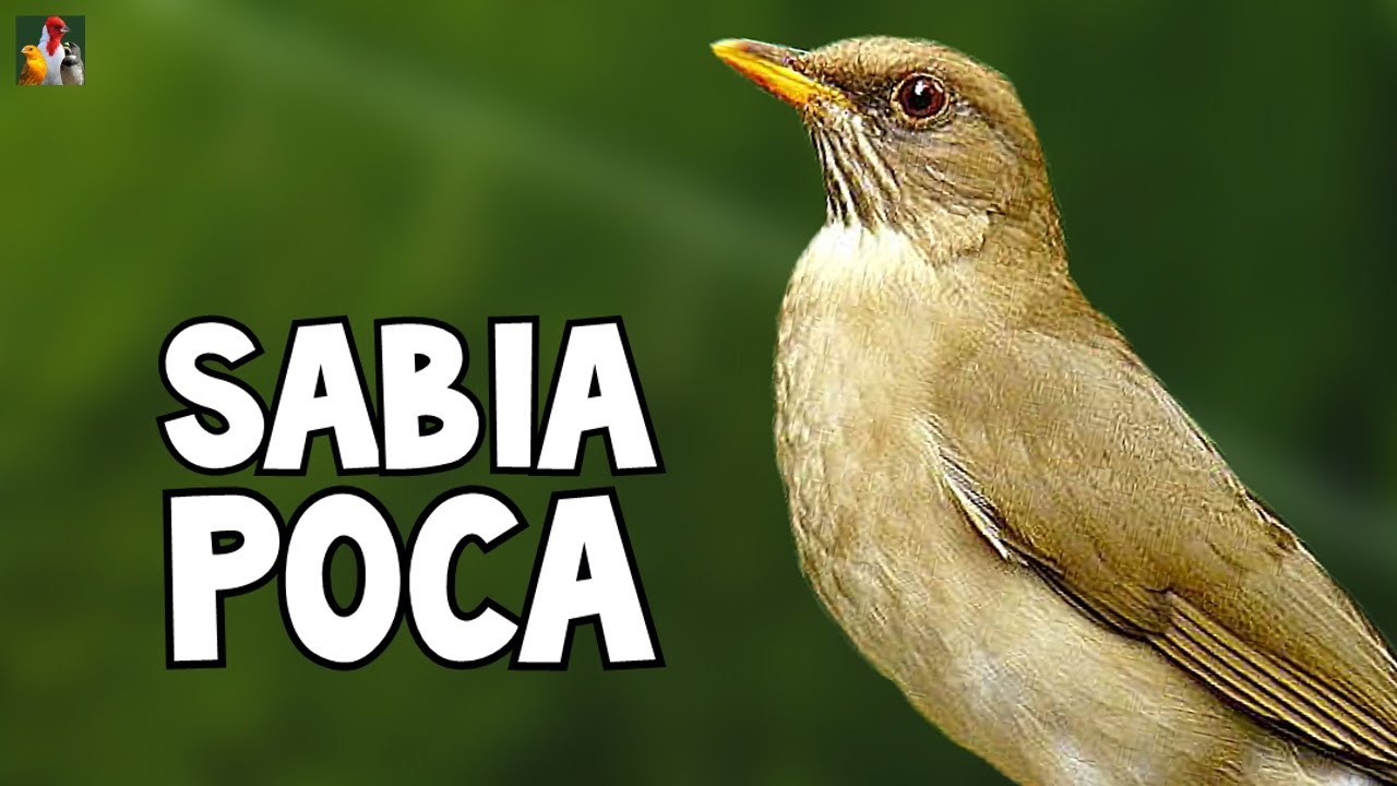 O CANTO DA SABIÁ POCA (Sabiá Branca ou Sabiá de peito Branco)