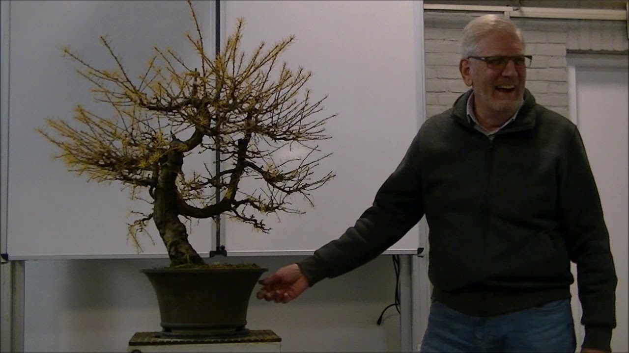 Demo Derk op een Lariks decidua yamadori 1