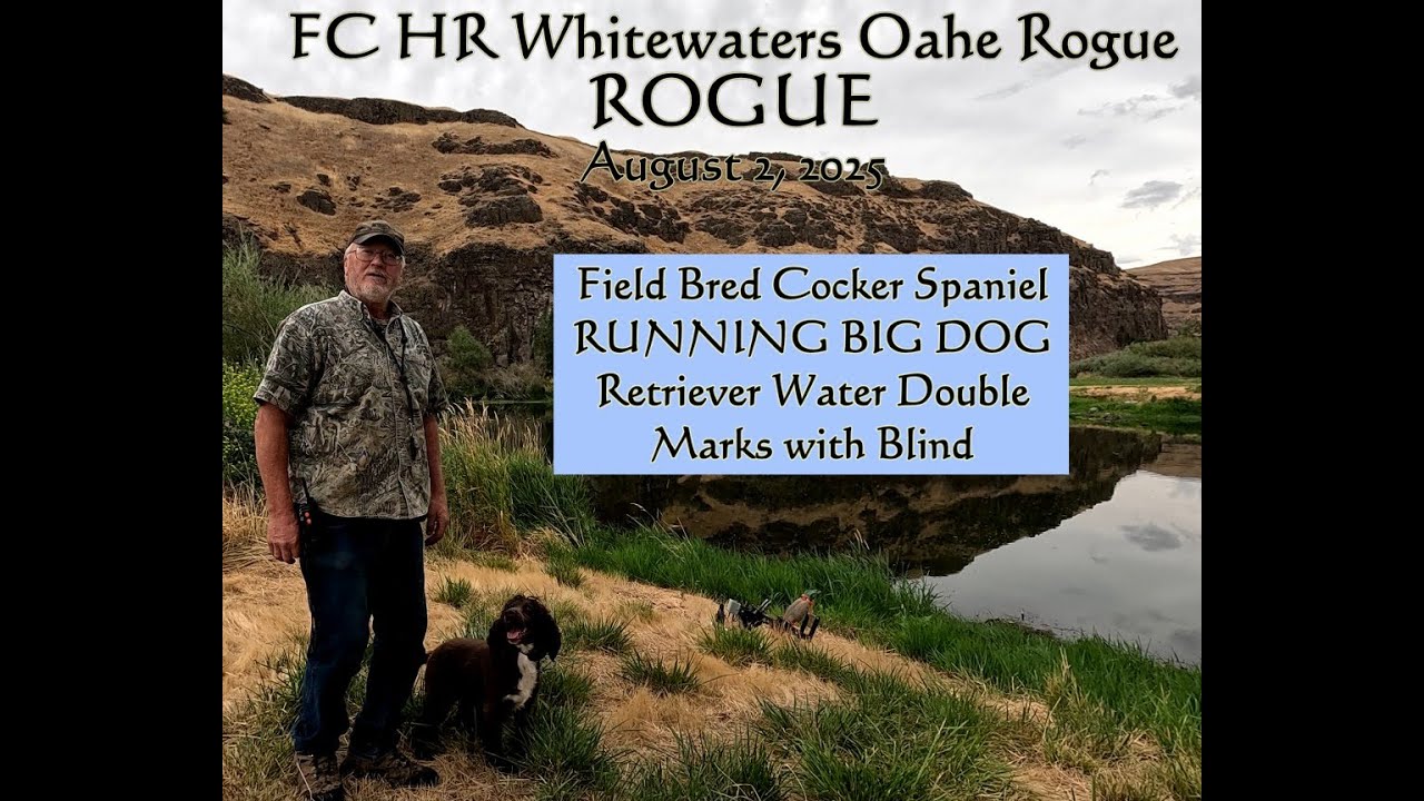 LITTLE GUY RUNNING WITH THE BIG DOGS! Field Bred Cocker Spaniel running nice Water Double with Blind